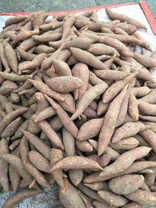 農副產品配送 連接田間與餐桌的紐帶